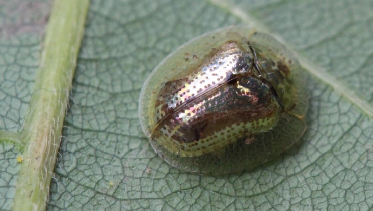 fools-gold-beetle-aspidimorpha